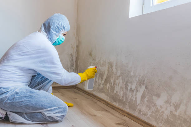 Licensed Mold Testing service in Estes Park, CO - WQB Mold Removal